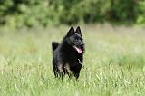 SCHIPPERKE 307